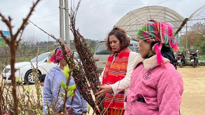 Plums and peaches from the Northwest are bustling, waiting to be brought downstream to celebrate Tet.