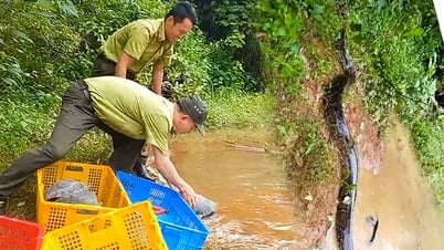 Trăn đất nặng 42kg và 59 cá thể động vật quý hiếm được thả về rừng