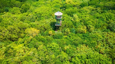 La forêt à côté de la ville