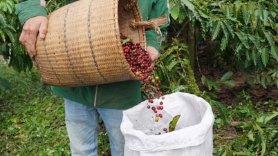 Giá cà phê trong nước hôm nay 11/1/2025: Tăng không đáng kể