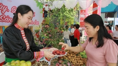 ក្រុមហ៊ុន Saigon Co.op មានបំណងប្រើប្រាស់ផ្លែព្រូន Son La ចំនួន 100 តោន