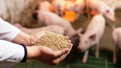 今年の最初の 2 か月間に、ベトナムはどの市場から動物飼料を輸入しましたか?