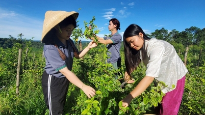Medicinal herb tourism at the top of Heaven's Gate