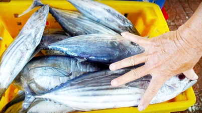 បទប្បញ្ញត្តិនៃការកេងប្រវ័ញ្ចត្រីធូណា Skipjack៖ មិនសមស្របទេ ប៉ុន្តែតើនៅពេលណាដែលពួកគេត្រូវបានកែសម្រួល?