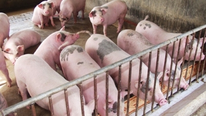 Trading around 63,000 VND/kg, will it increase or decrease in opposite directions next week?