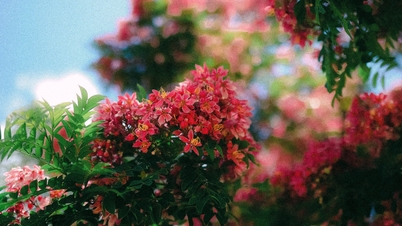 ផ្កា Royal poinciana រីក​យ៉ាង​ត្រចះត្រចង់​នៅ​ទីក្រុង Da Lat ក្នុង​រដូវ​ក្តៅ