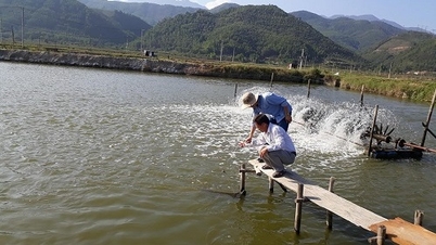 Quang Nam deploys many effective livelihood models for people in the basin of hydroelectric reservoirs.