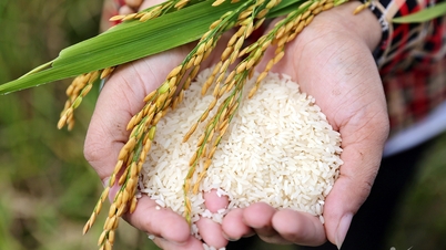‘Hạt ngọc’ Việt Nam: Các nước chi vài tỷ USD gom mua, Thái Lan đua trồng
