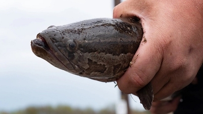 ត្រី Snakehead អាច​លុកលុយ​នៅ​ភាគ​ខាងលិច​នៃ​សហរដ្ឋអាមេរិក​