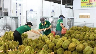 Xuất khẩu nông sản đạt kỷ lục mới, mang về 62,5 tỷ USD