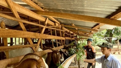 ការ​ជួយ​ចិញ្ចឹម​ជីវិត​ជួយ​ប្រជាជន​កាត់​បន្ថយ​ភាព​ក្រីក្រ​ប្រកប​ដោយ​និរន្តរភាព