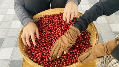តម្លៃកាហ្វេធ្លាក់ចុះ
