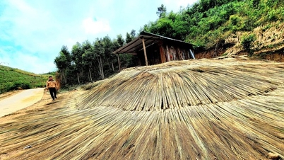 Mùa hái "lộc trời ban" của người đồng bào ở Gia Lai