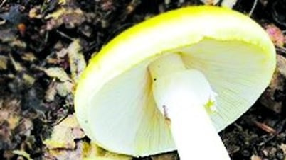 Có thể ngăn chặn độc tố ở nấm mũ tử thần