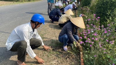 វិថី​ផ្កា​ជនបទ​ថ្មី​នៃ​ទីក្រុង Tien Giang មាន​ភាព​ស្រស់​ស្អាត​គួរ​ឲ្យ​ភ្ញាក់​ផ្អើល​ដោយ​មាន​ផ្កា periwinkle រីក​យ៉ាង​ពេញ​ទំហឹង។