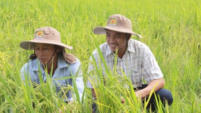 เมื่อพูดถึงราคาข้าวในช่วงนี้ ชาวนาอานซางใช้คำเพียงคำเดียวว่า “ข้าวเหนียว”