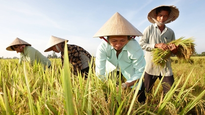 Năm 2023, xuất khẩu gạo lập kỷ lục gần 4,8 tỷ USD