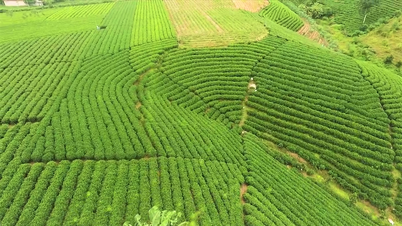 ទឹកដីដ៏ក្រអូបនៃ La Bang