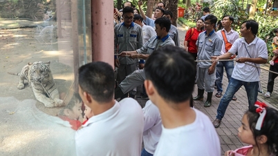 Hổ trắng 300kg kéo co với du khách trong Thảo Cầm Viên mùng 1 Tết
