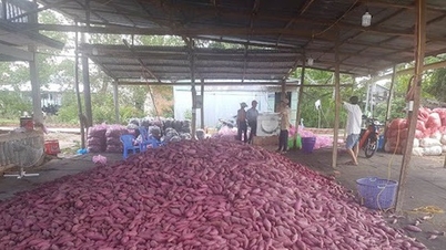 ដំឡូងផ្អែមនាំចូលពីជប៉ុន ដាំនៅ Vinh Long មើមធំម្លេះ តែតម្លៃលក់ចុះ ចុះហេតុអ្វី?
