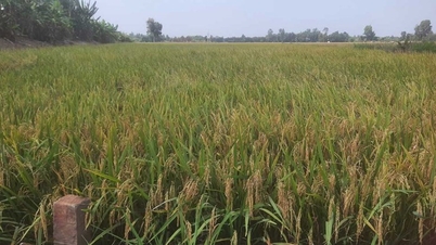 Traders come to the place, farmers do not receive deposits yet