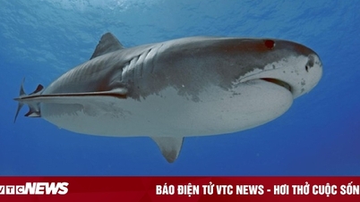 Film crew attacked by shark, boat explodes at sea