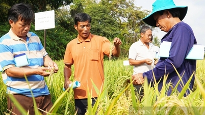 អ្នកវិទ្យាសាស្ត្រឈានមុខគេមកពី ១៥ ប្រទេស "ផ្តល់ដំបូន្មាន" អំពីពូជស្រូវដែលធន់នឹងការប្រែប្រួលអាកាសធាតុនៅវៀតណាម