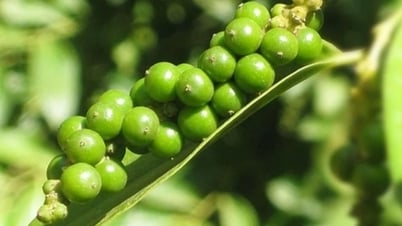Giảm nhẹ sau những ngày đi ngang