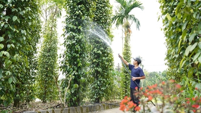 5 năm, Tiên Phước có hơn 13.400 lượt hộ nông dân sản xuất kinh doanh giỏi | BÁO QUẢNG NAM ONLINE