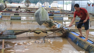 Hàng chục dèo cá trên sông La Ngà bị cuốn trôi do nước lũ