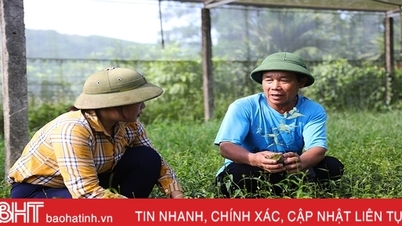 Chè vằng - hướng phát triển kinh tế mới của nông dân Kỳ Hoa