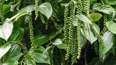 Tuần của sự kỳ vọng!