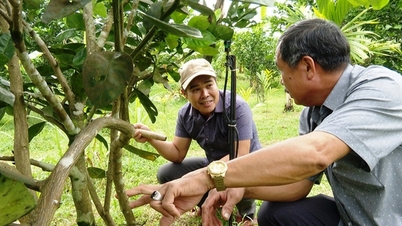 8X village boy in Quang Nam earns more than half a billion/year thanks to planting trees and raising children in a garden as beautiful as in the movies