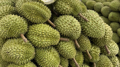 농약 잔류물 포함된 베트남산 두리안 수출 경고, 식품안전 준수