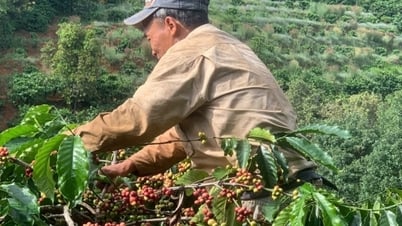 Giá cà phê trong nước hôm nay 31/12/2024: Tăng không đáng kể