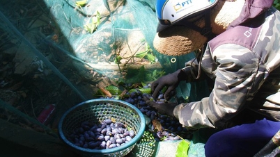 La ciruela negra, una fruta especial de Nghe An, subió repentinamente a la cima, ¿por qué los comerciantes se quejan de grandes pérdidas cada vez que abren la boca?