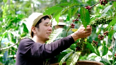 Tăng xuất khẩu cà phê chế biến, giá cà phê tăng kỷ lục