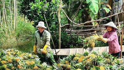 Trồng khóm ở Đồng Tháp Mười thu tiền tỷ mỗi năm
