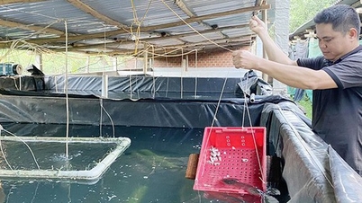Cá chình, cá đặc sản nạc thịt ví như nhân sâm nước, nuôi ở Bình Định, bán 500.000 đồng/kg