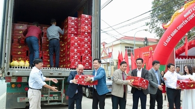 Dien grapefruit grown in Hoa Binh exported to the US for the first time