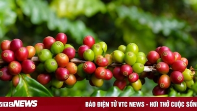 Coffee price today December 13: Domestic price drops sharply, world price increases