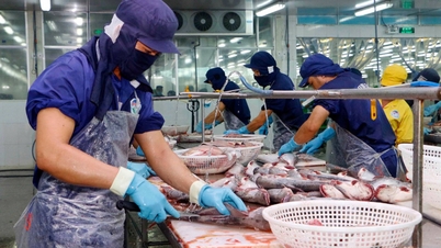 Cá tra Việt Nam được giảm thuế ở Mỹ