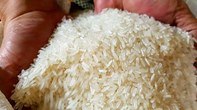 The price of Vietnamese fragrant rice is negotiated at 580 - 630 USD/ton, sometimes up to 700 USD/ton.