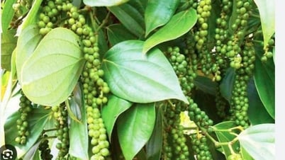 Giá hồ tiêu xuất khẩu của Việt Nam đạt hơn 1.500 USD/tấn trong 8 tháng