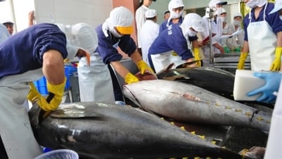 Xuất khẩu cá ngừ tươi, đông lạnh và khô sang thị trường EU tăng gấp 317 lần