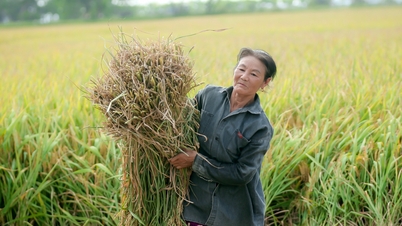 Not only rice, farmers also sell carbon credits