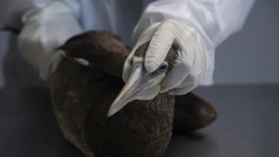 WHO fears bird flu adapts to humans 'more easily'