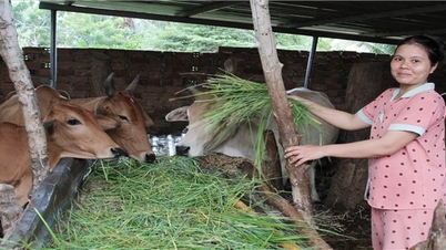 The effectiveness of the cow breeding model of the Raglay people in Ta Duong village