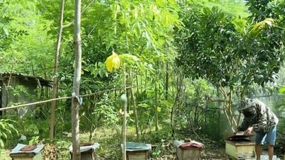 Thực hiện hiệu quả Dự án 1 cho đồng bào dân tộc thiểu số