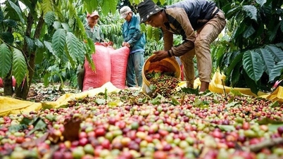 Supply chain disruptions, coffee export prices continue to rise to new highs
